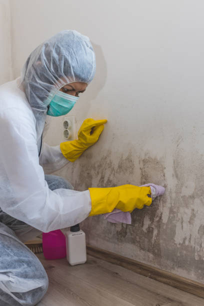 Best Attic Mold Removal  in Appleton, MN