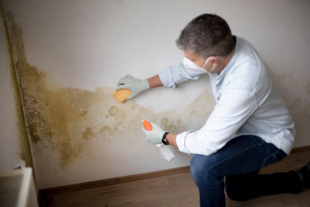 Best Mold Remediation for Healthcare Facilities  in Appleton, MN