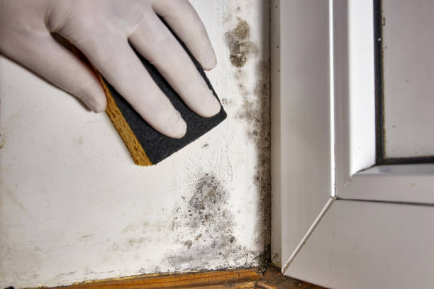 Best Emergency Mold Remediation  in Appleton, MN