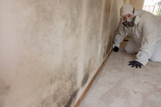 Environmental Consulting for Mold Prevention in Appleton, MN